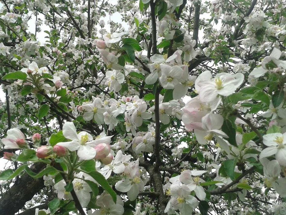 Будинок в м. Глухів