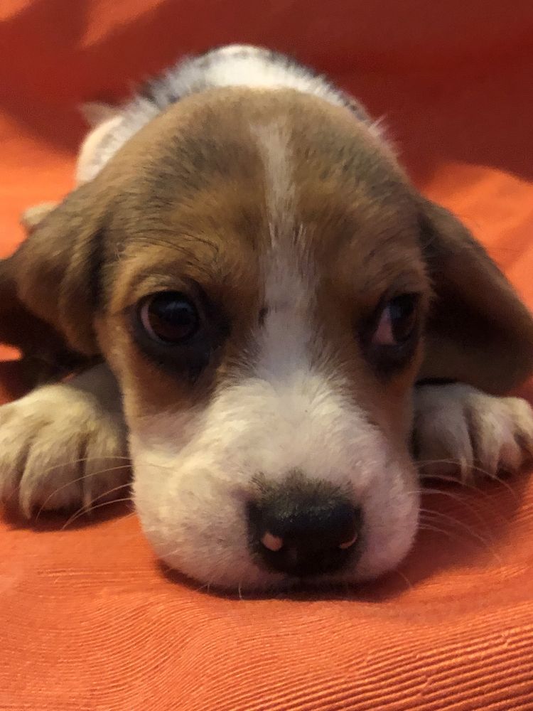Beagle macho. com dois meses. Pronto para entrega