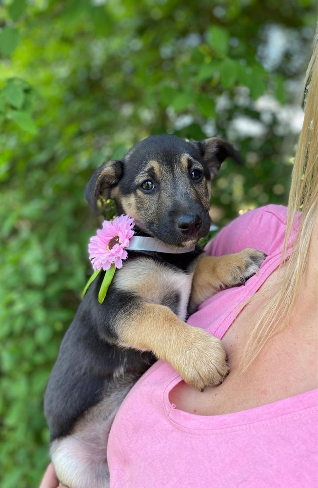 Kajusia maleństwo urodzone na łańcuchu do adopcji