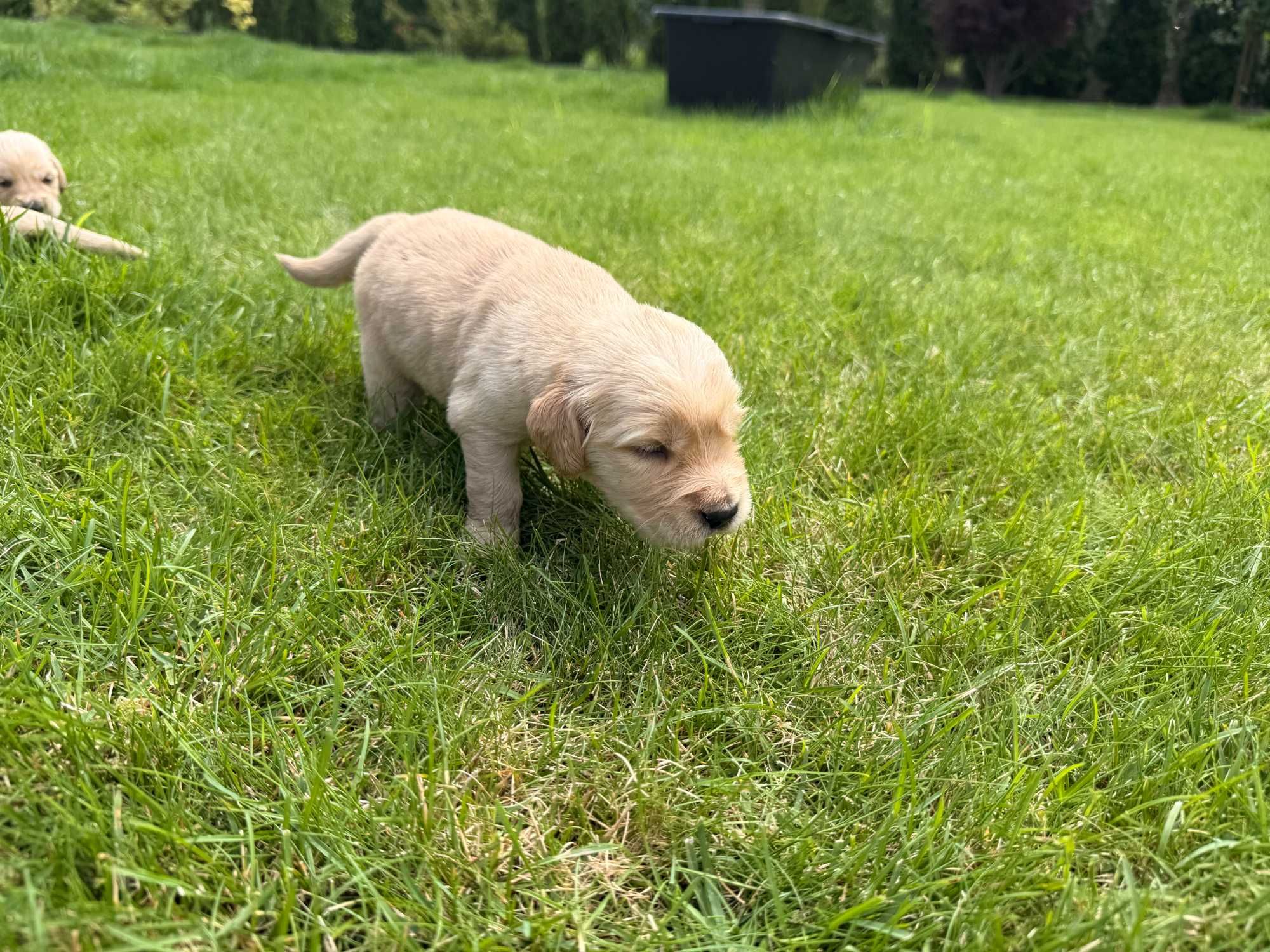 Szczeniaki rasy Golden Retriver z rodowodem