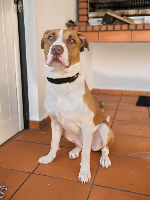 Procura-se Família para Adotar a Molly