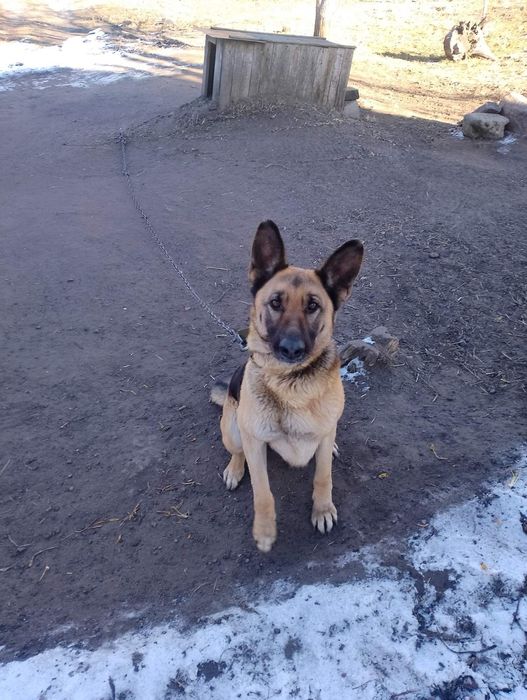 Віддам овчарку в добрі руки