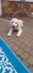 Piesek Golden Retriver ZKWP