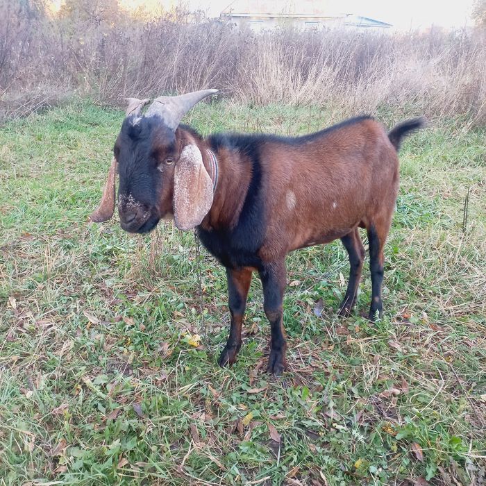 Продамо козла англо-нубійського