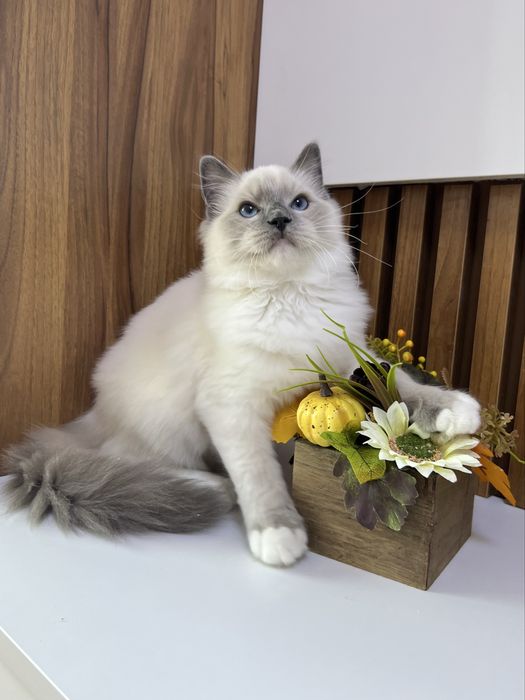 Ragdoll kocurek, rodowod FPL.