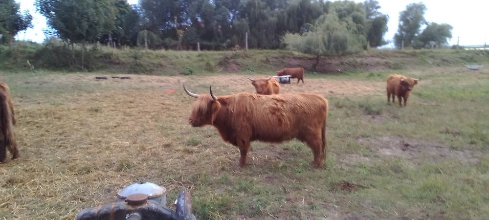 Sprzedaż stada rasy Highland lub sztuki pojedyczo