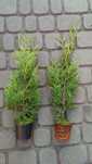 Tuja brabant 60-80cm doniczka DARMOWA DOSTAWA