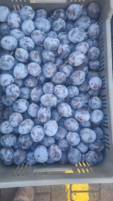 Śliwka deserowa prezydent, top hit, węgierka