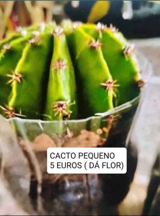 Cactos individuais ( com oferta de vaso colorido