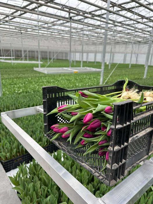 Тюльпан на зріз Опт 38грн