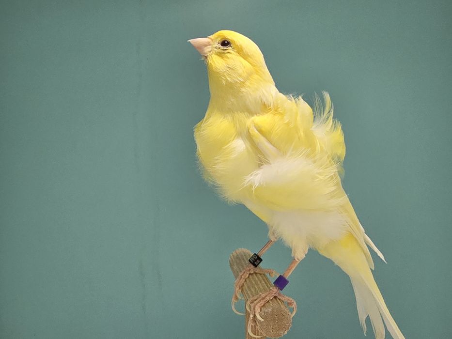 Samiec fiorino 2025 gladki