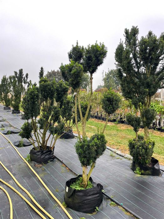 Cis formowany bonsai/niwaki duże okazy