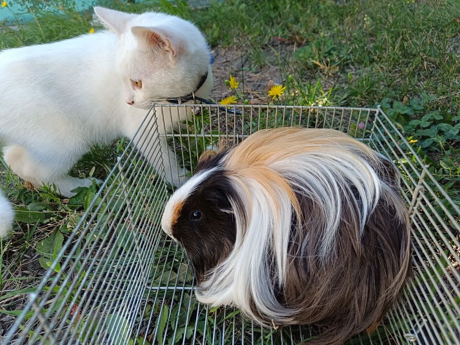 Грызун свинка длинношерстный