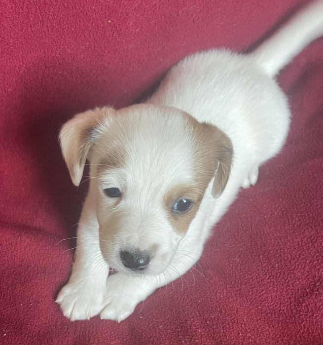 Цуценя Джек Рассел терʼєр. Хлопчик