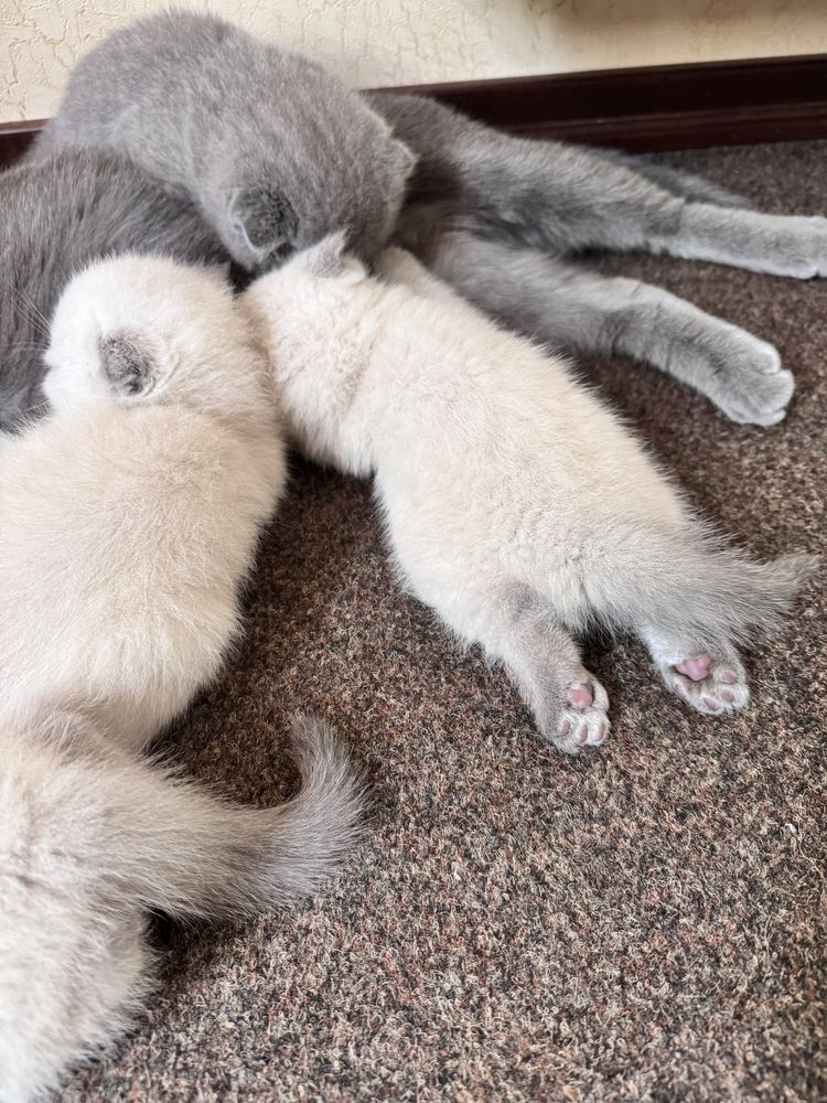 Шотландські кошенята (фолд і страйт)