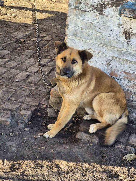 Відам собаку в добрі руки