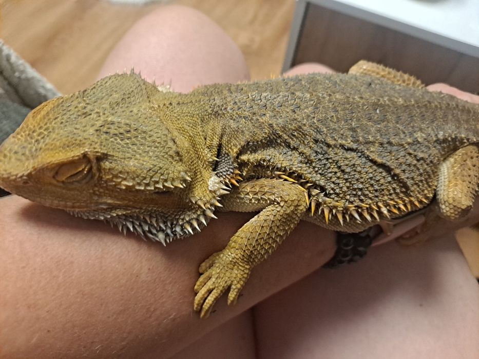 Dorosła Agama Brodata