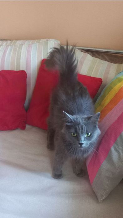 Отдам даром в добрые руки серую пушистую кошечку породы Нибелунг