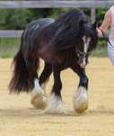 Stanówka ogierem Irish Cob/Tinker/Gypsy Cob