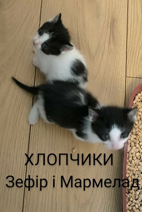 Маленькі кошенята в родину.