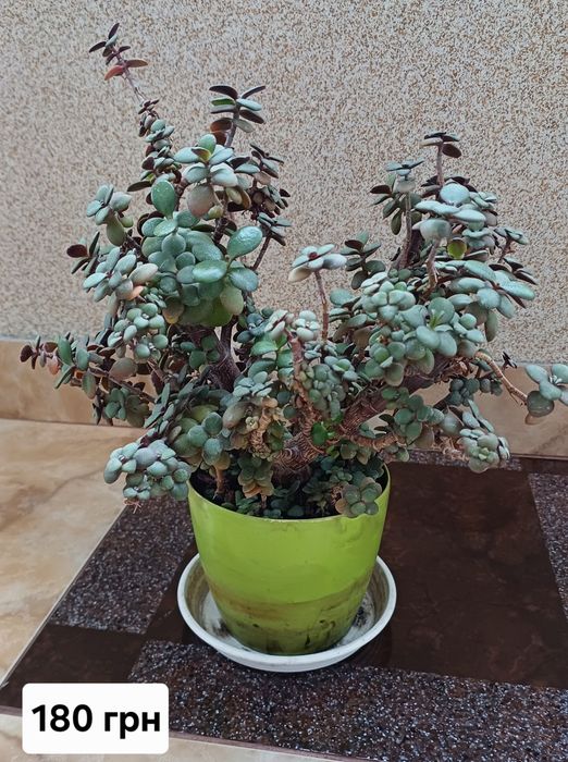 Вазон грошове дерево,  товстянка, крассула отава