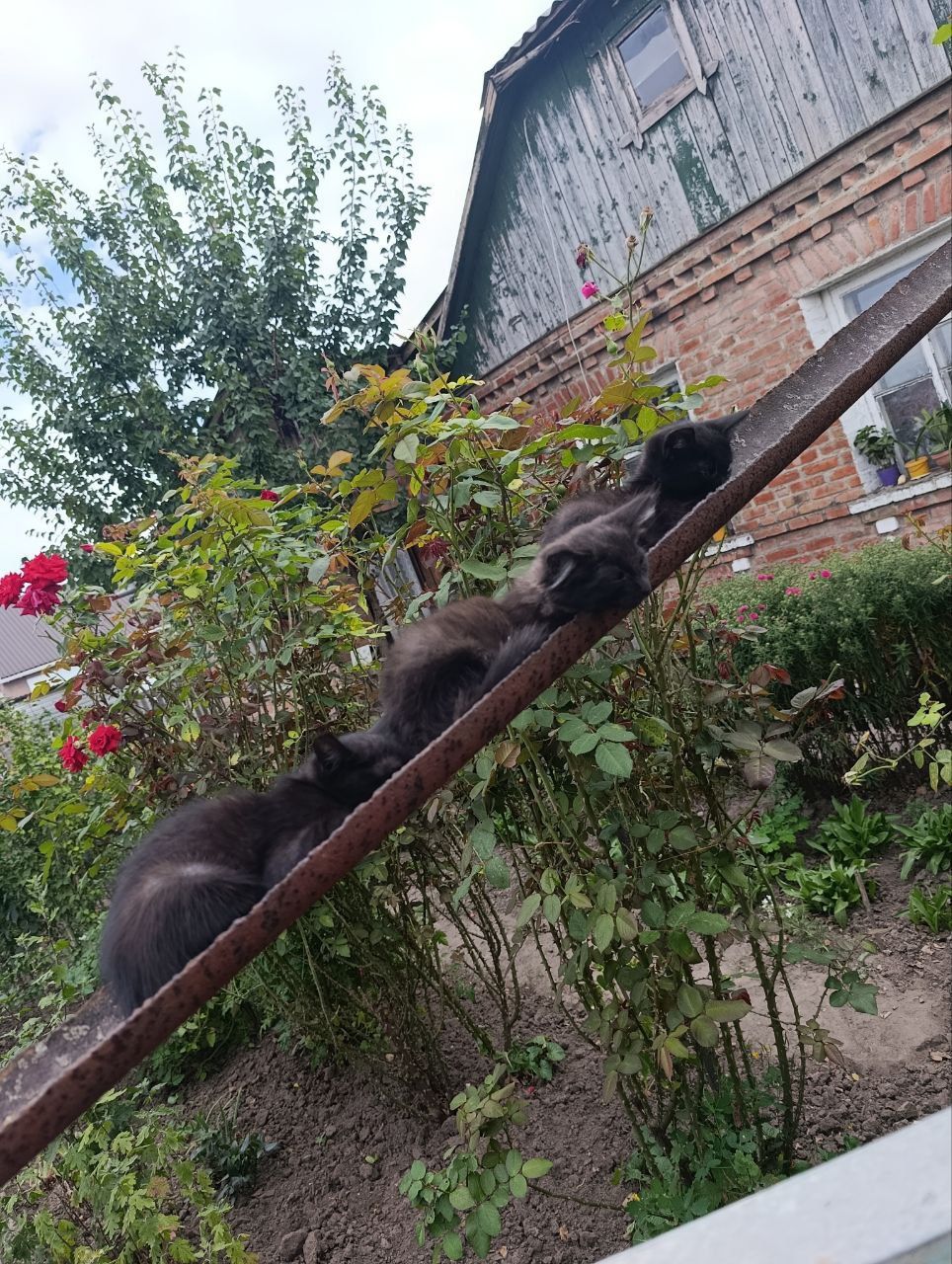 Кошенята в добрі руки