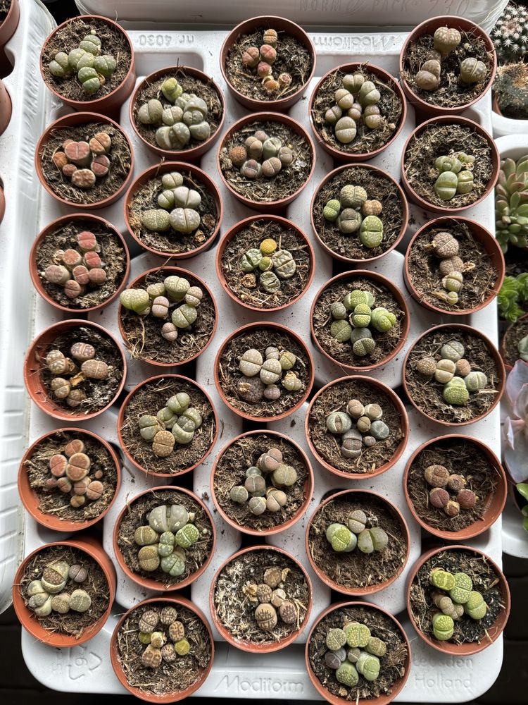 Литопси літопси літопс литопсы lithops живые камни