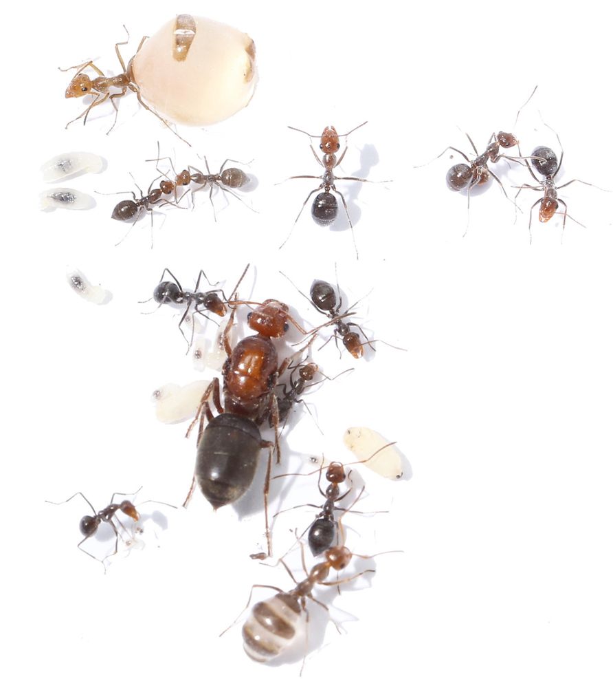 Экзотические муравьи | Myrmecocystus mimicus | Муравьи из США