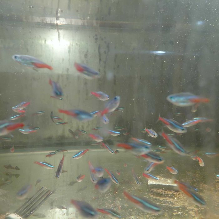 Neon Innesa duże osobniki