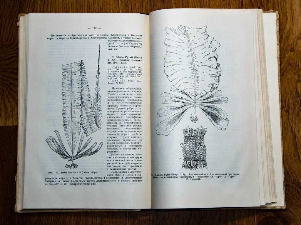 А.Зинова Определитель бурых водорослей северных морей СССР 1948