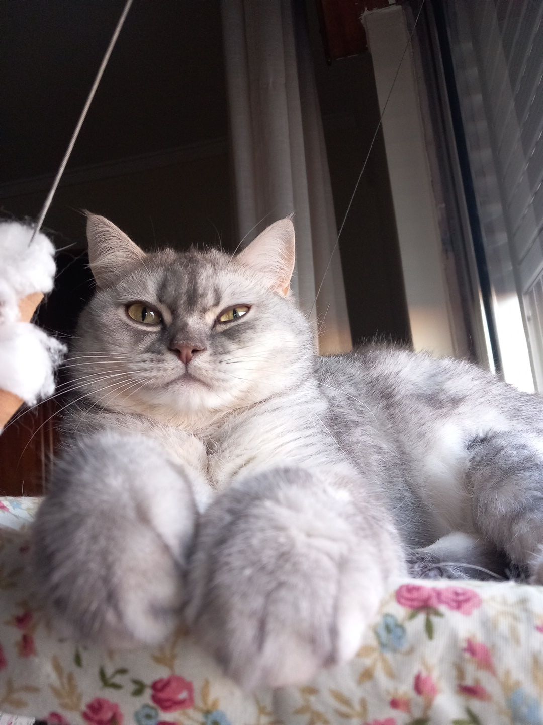 Neko Cat Sitting
