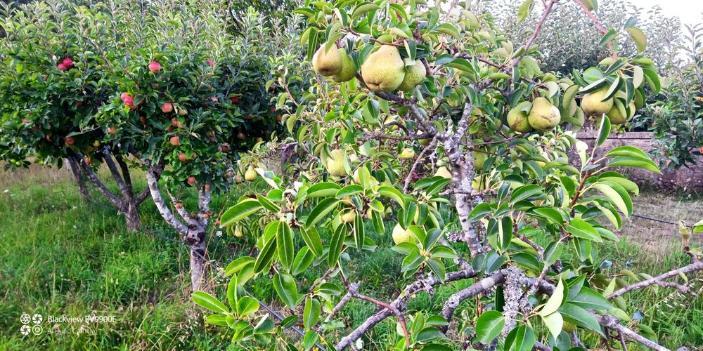 Frutas biológicas