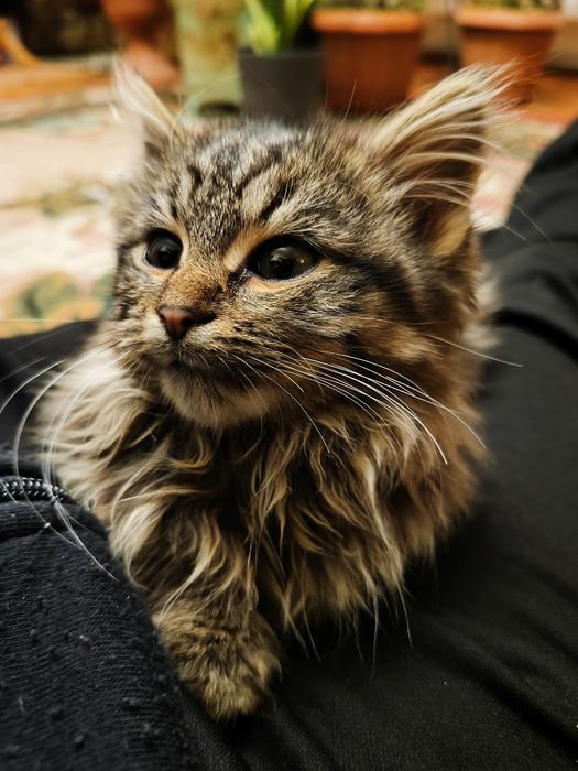 Віддам кошеня(вона)