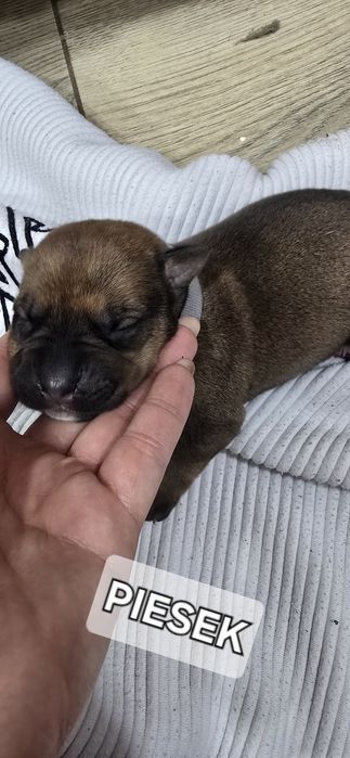 Oddam W Dobre Ręce [ mama amstaff ]