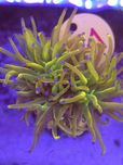 Euphyllia Euphyllia Glabrescens Rapunzel 1 głowka koralowce