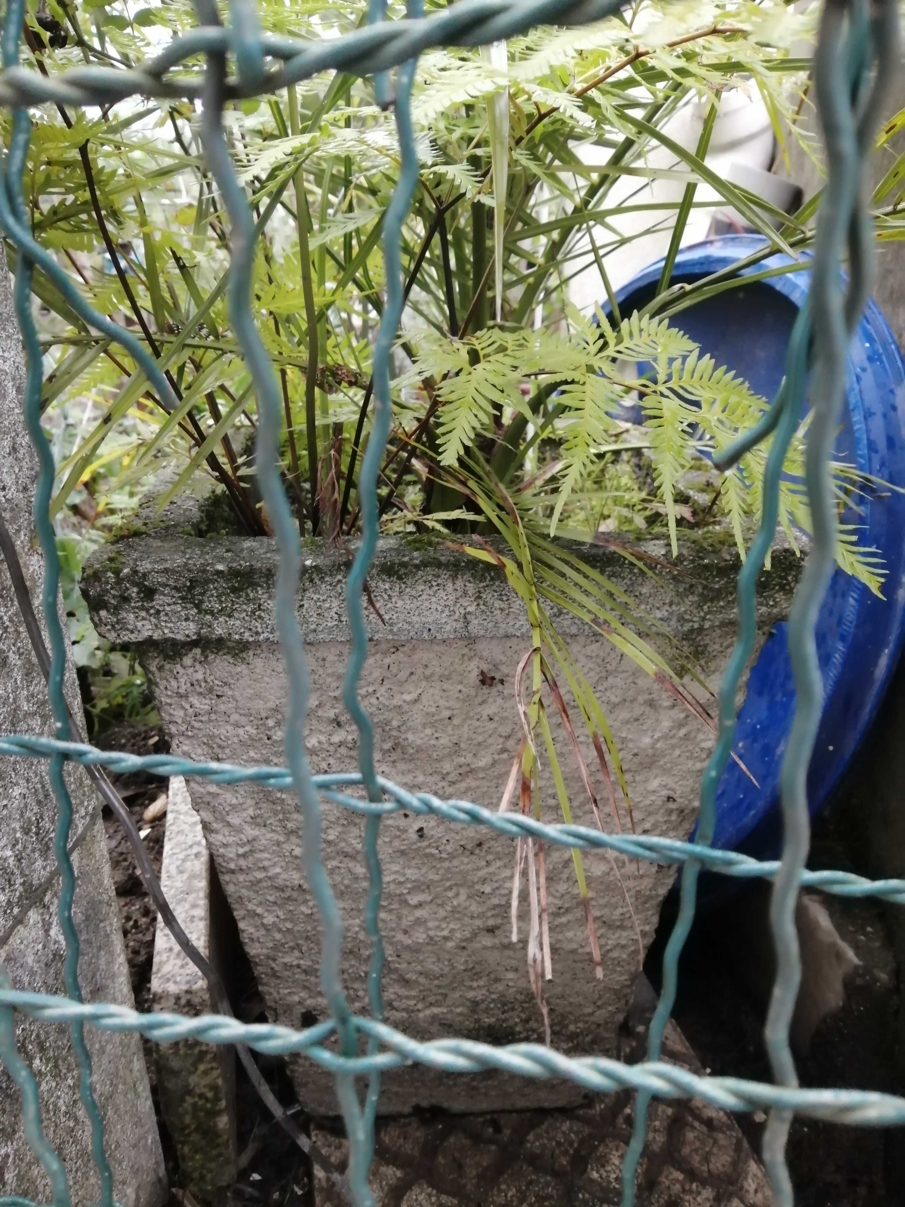 Planta Costela de Adão floreira antiga