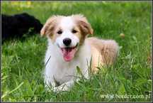 psy szczeniaki Border Collie ZKwP FCI piesek PEDRO