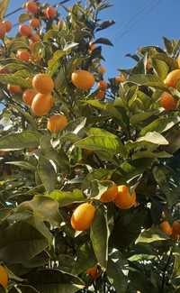 Kumquat/ fruta biológica