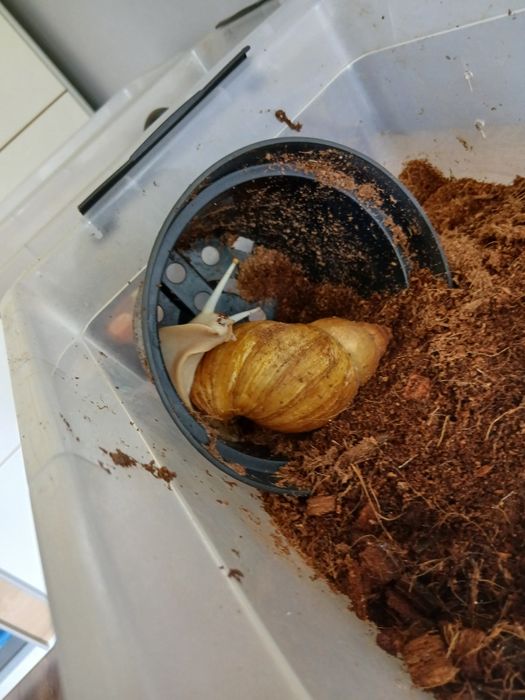 Ślimaki afrykańskie