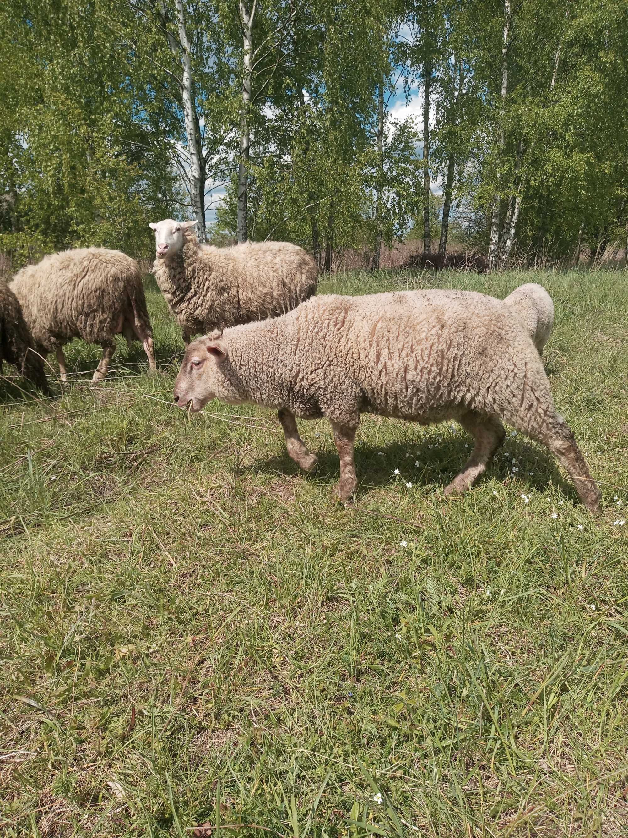 Jagnięta sprzedam. Owieczki i baranki