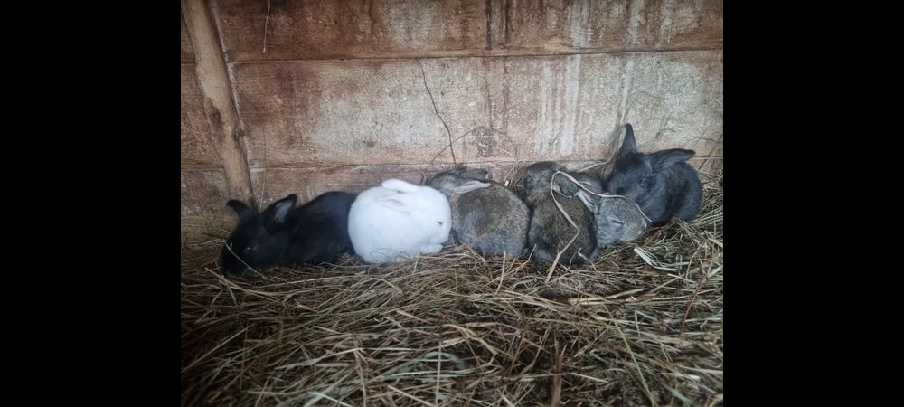 Pilnie Królik belgijski olbrzym Baran francuski