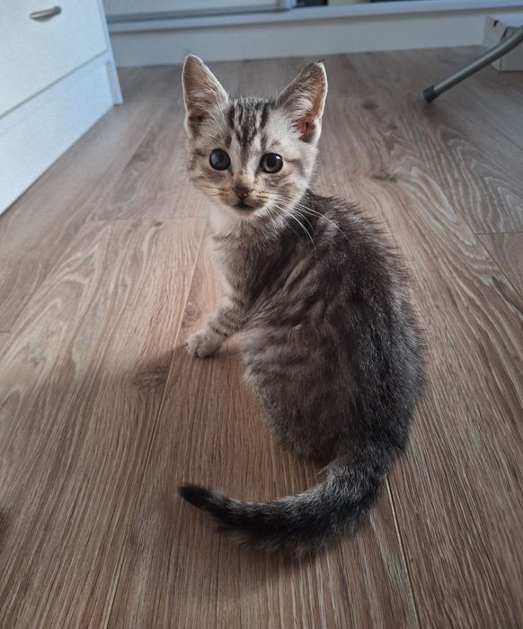 Kocurek Silver 2.5 miesiąca