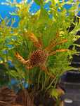 Krab Pantera XL MASSON