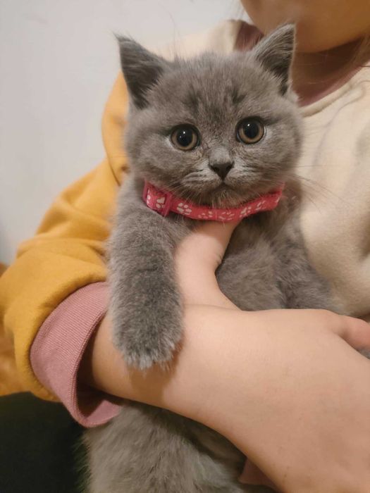 Kotka brytyjska krótkowłosa – Cathy – odbiór na Mikołajki