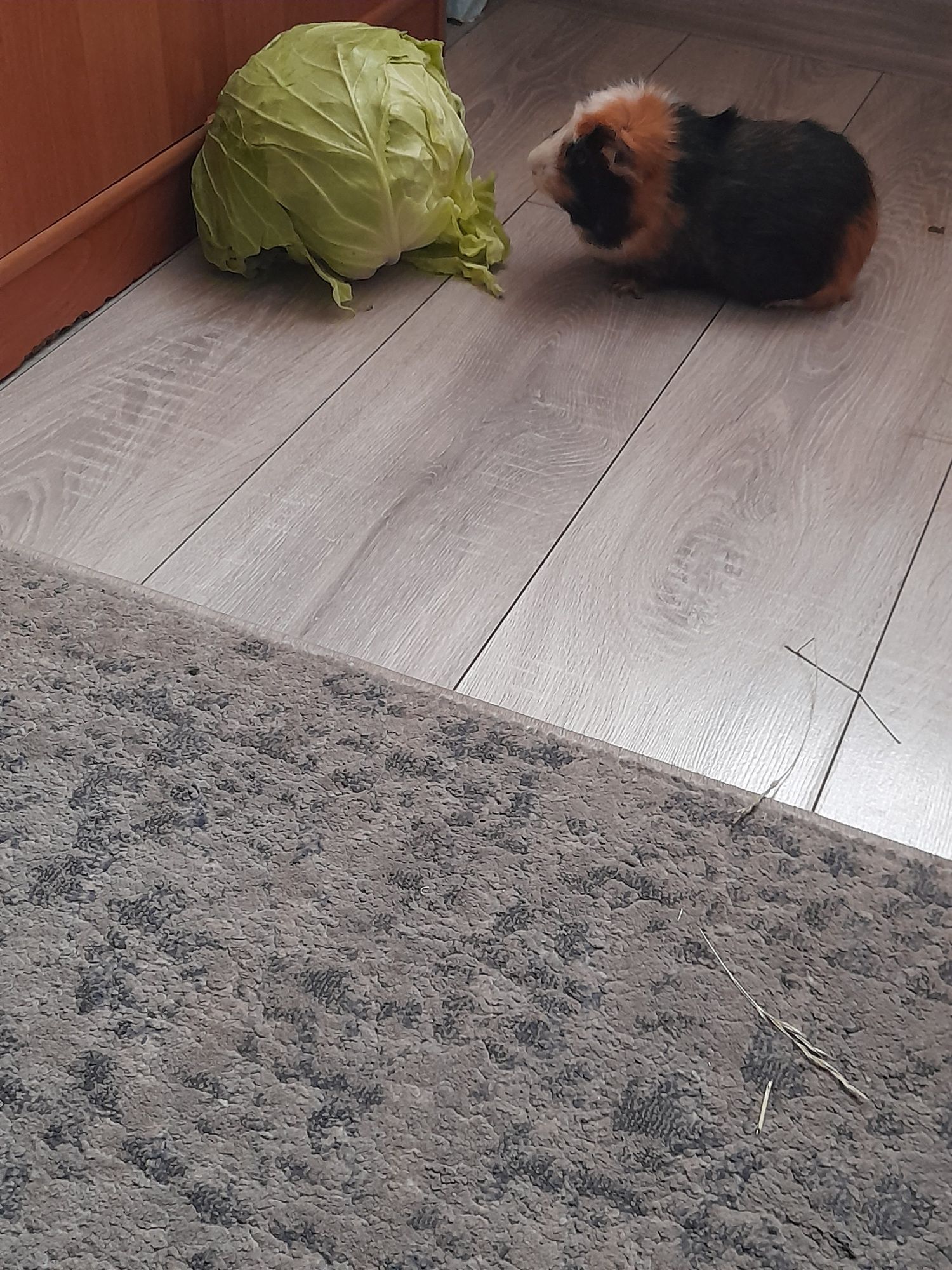 Świnka Morska Rozetka.