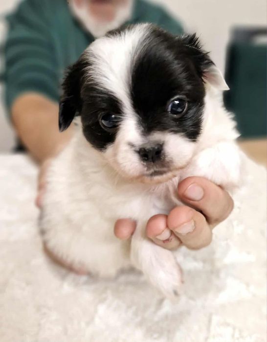 Chihuahua piesek długowłosy Wolverin