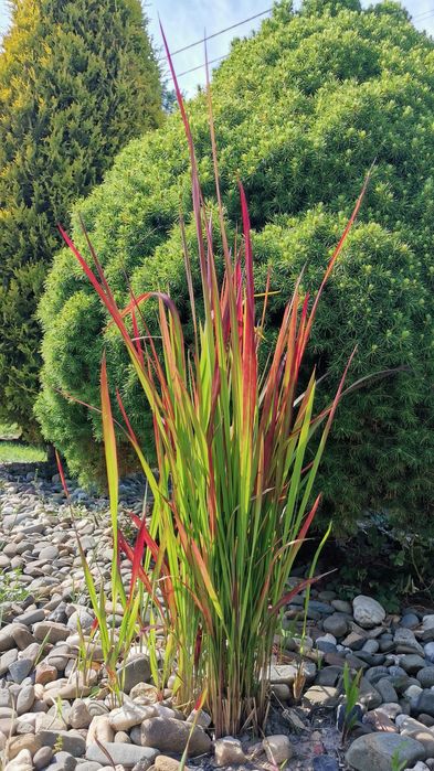 5szt + 1 GRATIS!  Trawa ozdobna zielono-czerwona imperata Red Baron