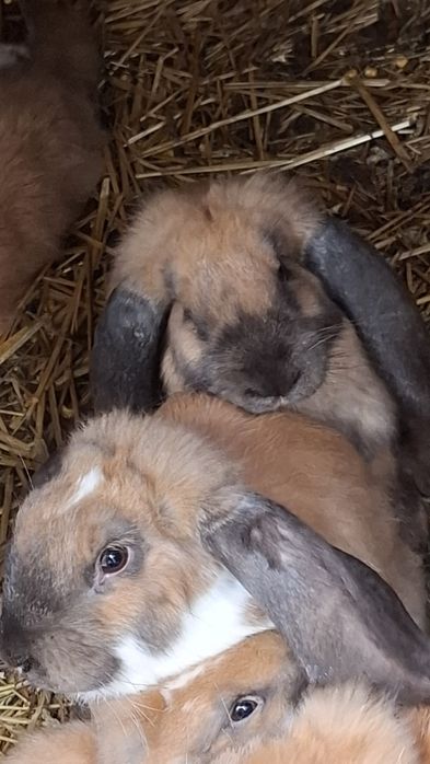 Króliki francuski baran madagaskarowy