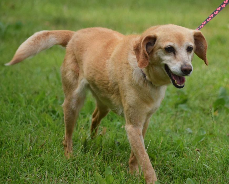 Energiczna seniorka chętnie zamieszka w nowym domu
