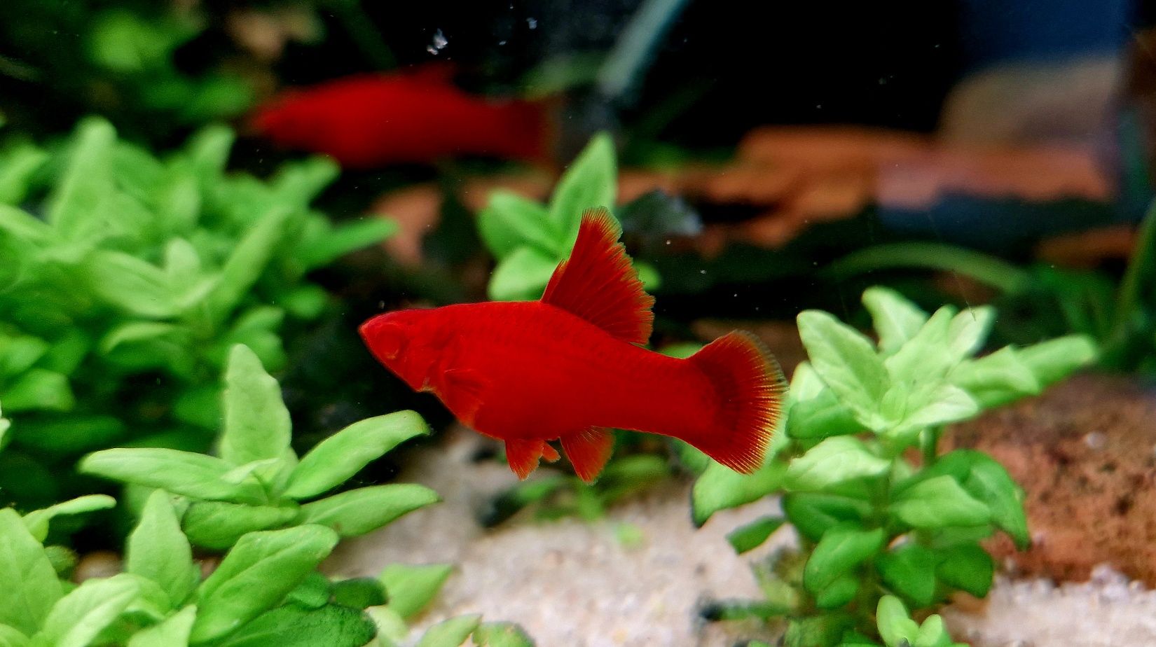Mieczyk Cauliflower Sabertail Albino